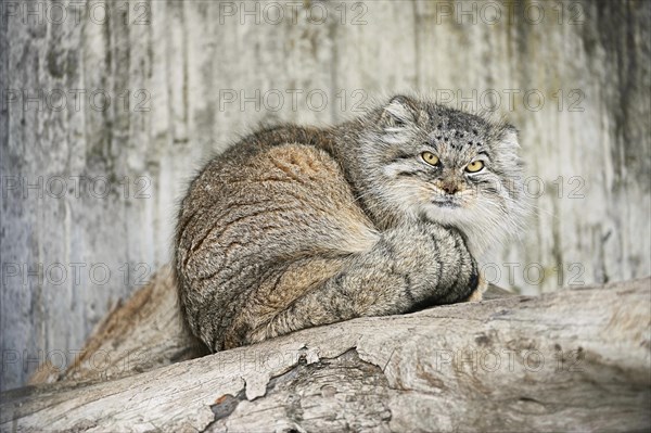 Manul or Pallas' cat