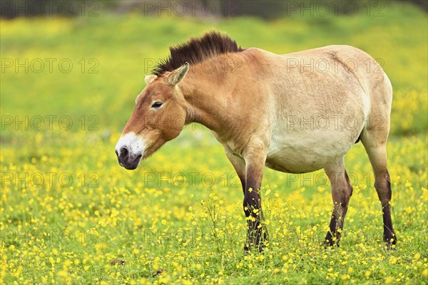 Przewalski's horse