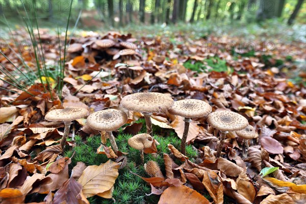 Fungi in an autumnal deciduous forest