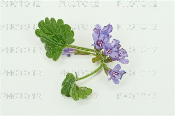 Medicinal plant Gundermann