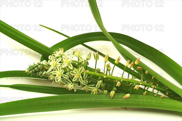 Medicinal plant genuine sea onion