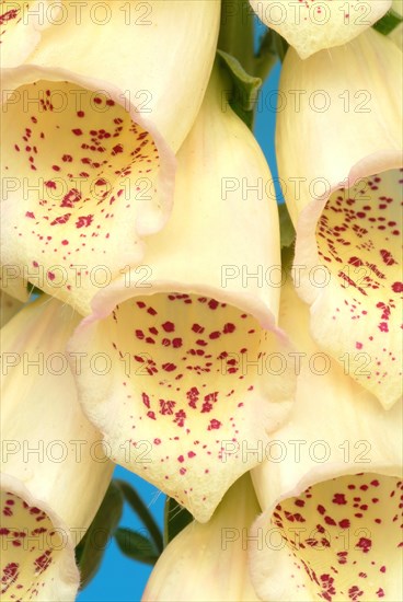 Big-flowered foxglove