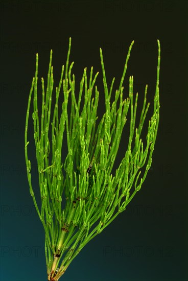 Field horsetail