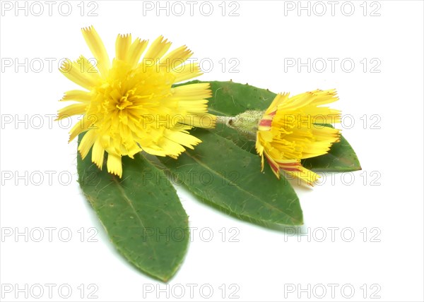 Lesser hawkweed