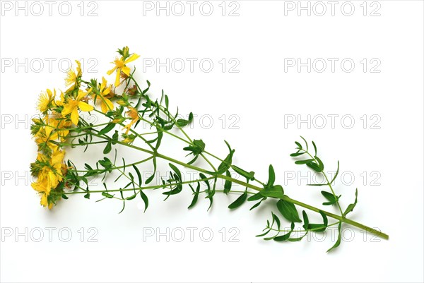 Medicinal plant St. John's wort