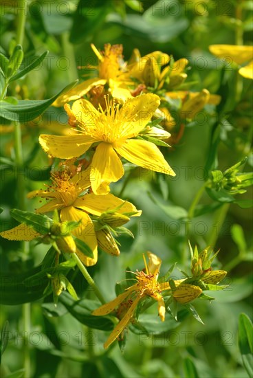 Medicinal plant St. John's wort