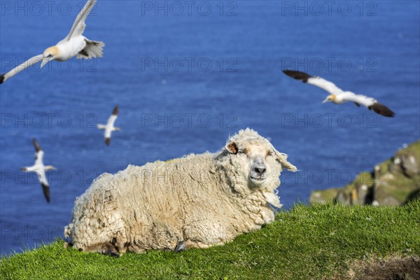 White sheep resting on sea cliff top and Northern gannets