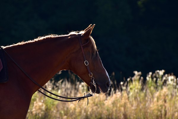 Head and neck of an American Quarter Horse stallion backlit with bridle and bit during training