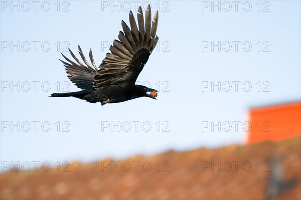 Carrion crow