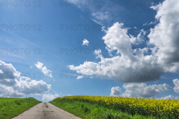 Field of rapeseed