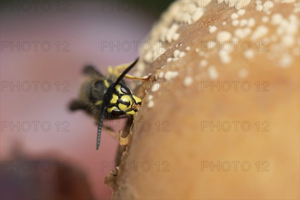 Common wasp