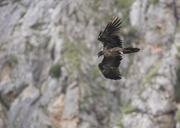 Juvenile bearded vulture