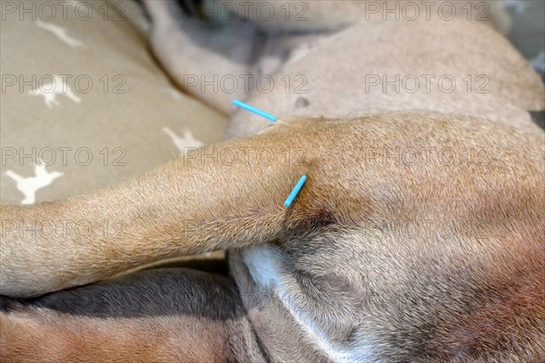 Two long blue acupuncture needles sticking in upper arm of dog to treat severe skin condition caused by allergies