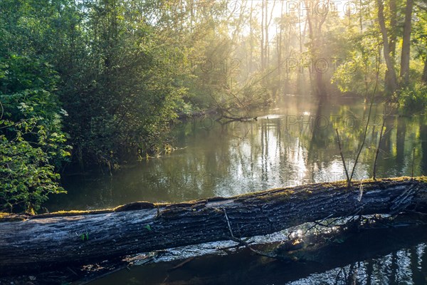 Beautiful small lake scenery made by a beaver in a forest at sunrise