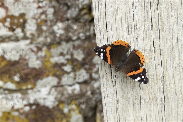 Red admiral