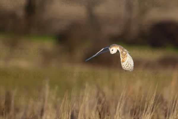 Barn owl