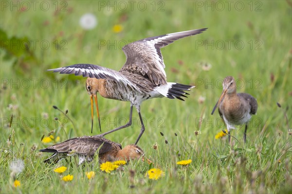 Black-tailed Godwit