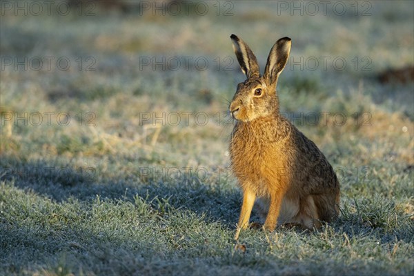 Brown hare