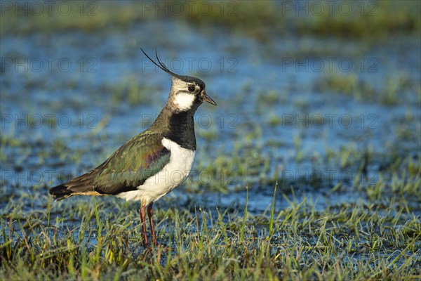 Northern lapwing