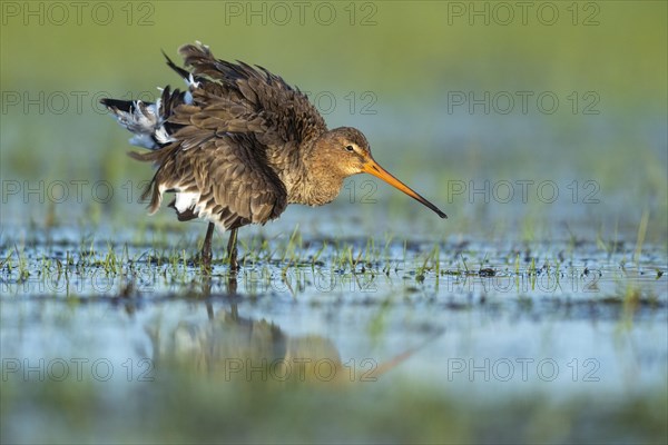 Black-tailed Godwit