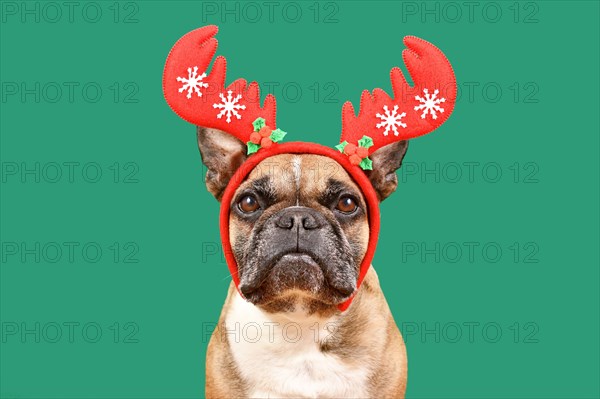 Fawn French Bulldog dog wearing red Christmas reindeer antler headband in front of green background