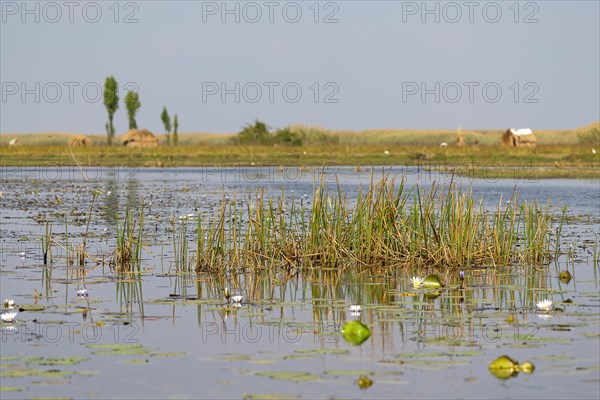 Common reed