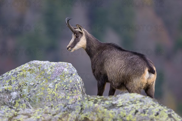 Chamois