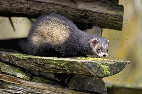 European polecat