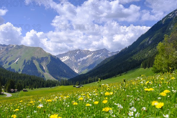 Alpine meadows near Kelmen