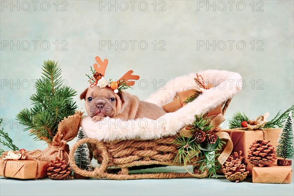 Red fawn French Bulldog dog puppy in Christmas sleigh carriage surrounded by seasonal decoration
