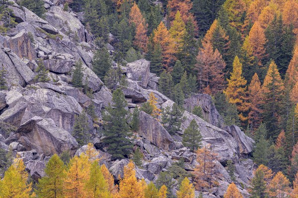 Boulder pile with autumn coloured larch forest