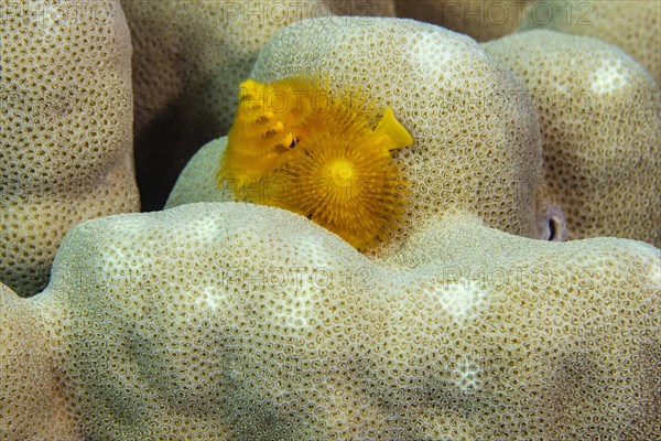 Christmas tree worm