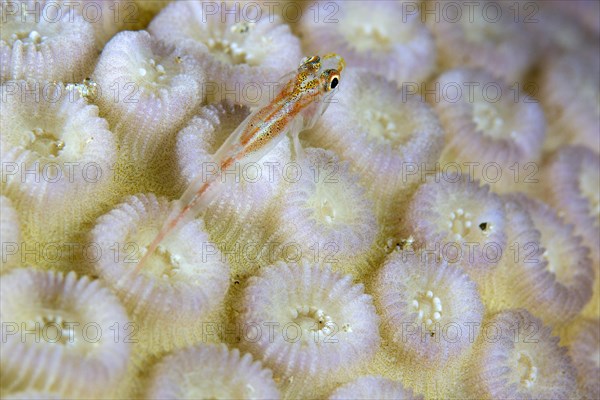 Goby on stone coral