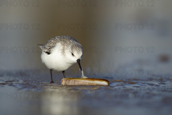 Sanderling