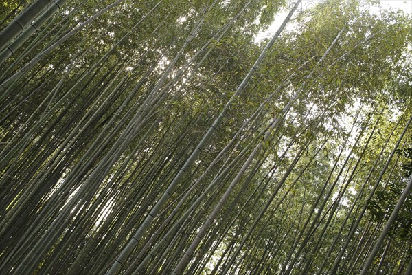 Bamboo trunks in the Arashiyama bamboo forest in Kyoto