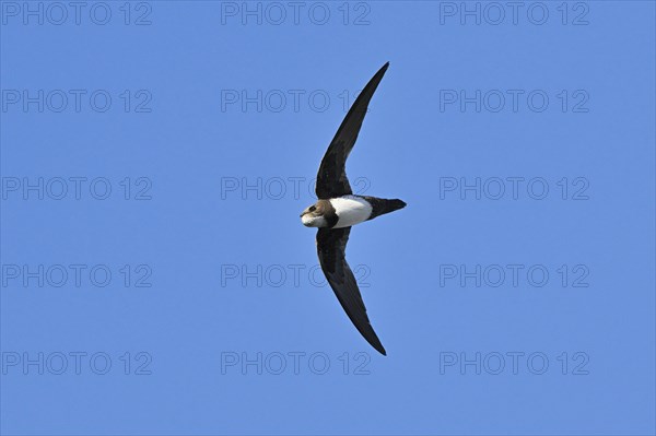 Alpine swift