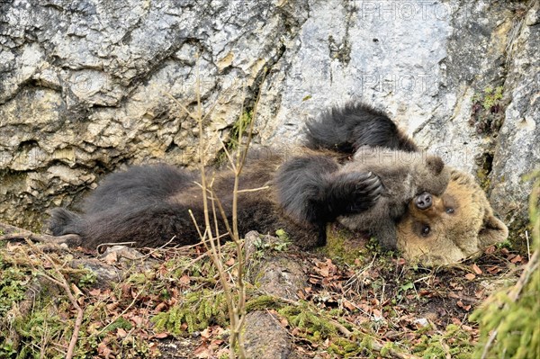 Female brown bear