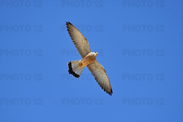 Lesser Kestrel