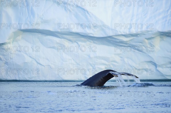 Humpback whale