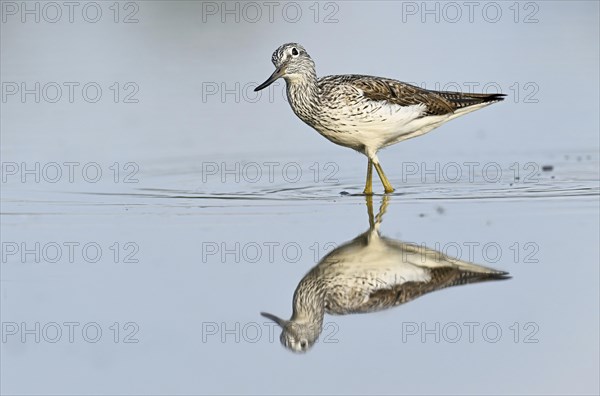 Common greenshank