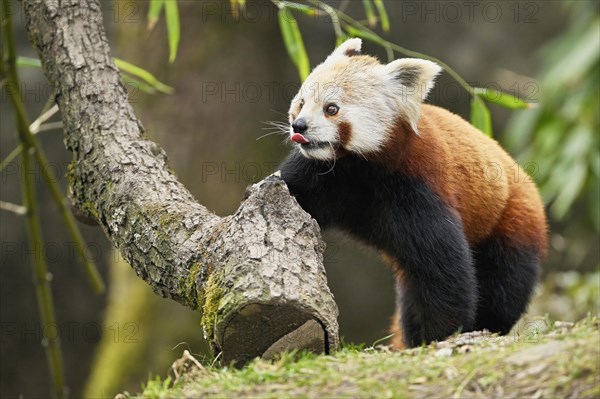 Red panda