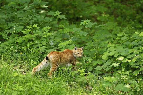 Eurasian lynx