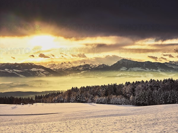 Snowy forest at sunrise behind Rigi