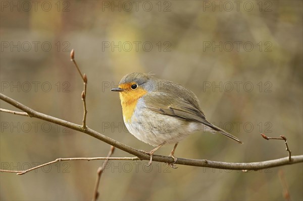 European robin