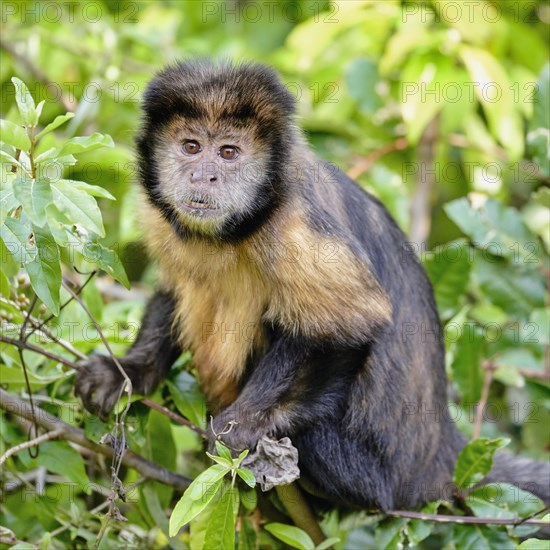 Golden-bellied capuchin