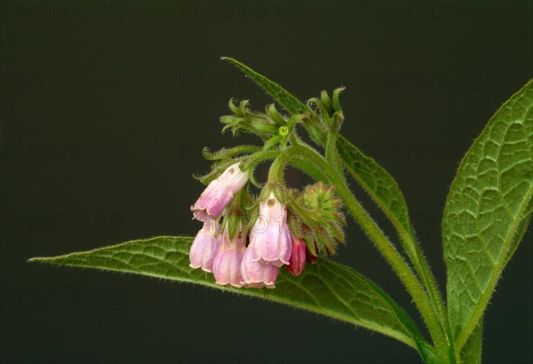 Medicinal plant common comfrey