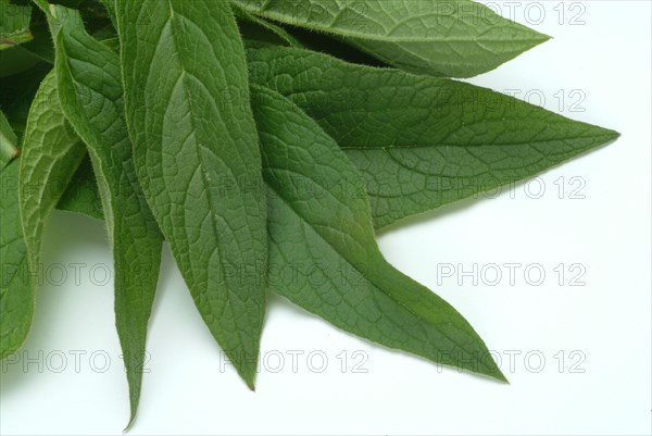 Medicinal plant common comfrey