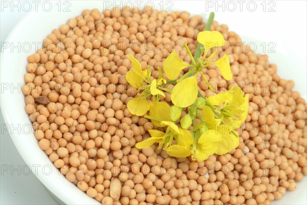 Medicinal plant White mustard