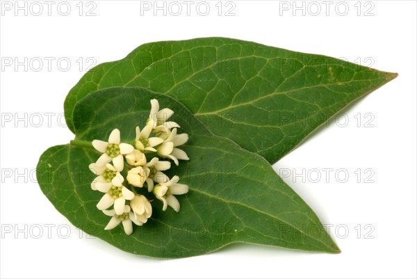 Medicinal plant white swallowwort