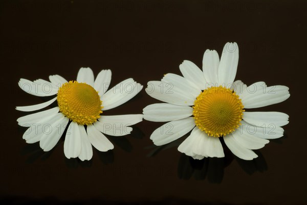 Medicinal plant Chamomile